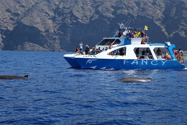 Pase gratuito en el Fancy 🐬 para todos los 'héroes' de este confinamiento