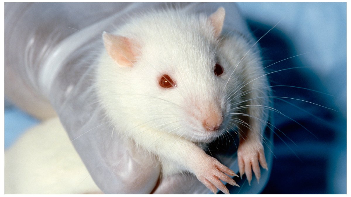 Investigadores 🧬 en EEUU logran recuperar parcialmente la visión en roedores 🐭