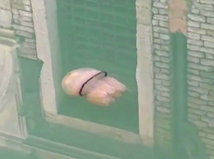 Las medusas 👾 campan a sus anchas por los canales limpios 🏭 de Venecia