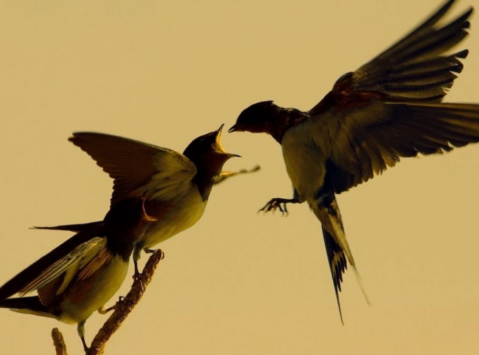 "Volverán las oscuras 🐦 golondrinas"... en Los Llanos a volar 👐