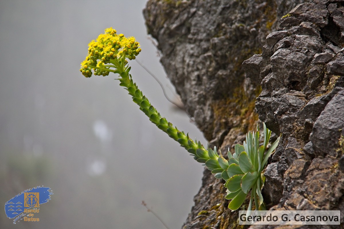 Catalogan 31 nuevas especies🦎canarias en el primer trimestre del 2020 🌱