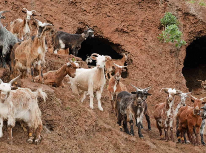 Vídeo homenaje a los criadores de cabra palmera 🐐 por defender los productos locales 🥛🧀