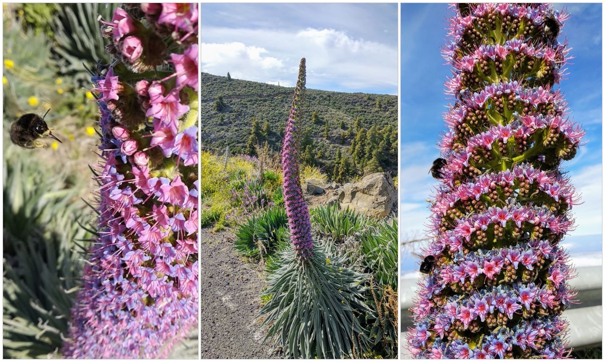 "¡Qué festín, qué festín!, 🐝 un banquete de postín..."  en la Caldera 🌺