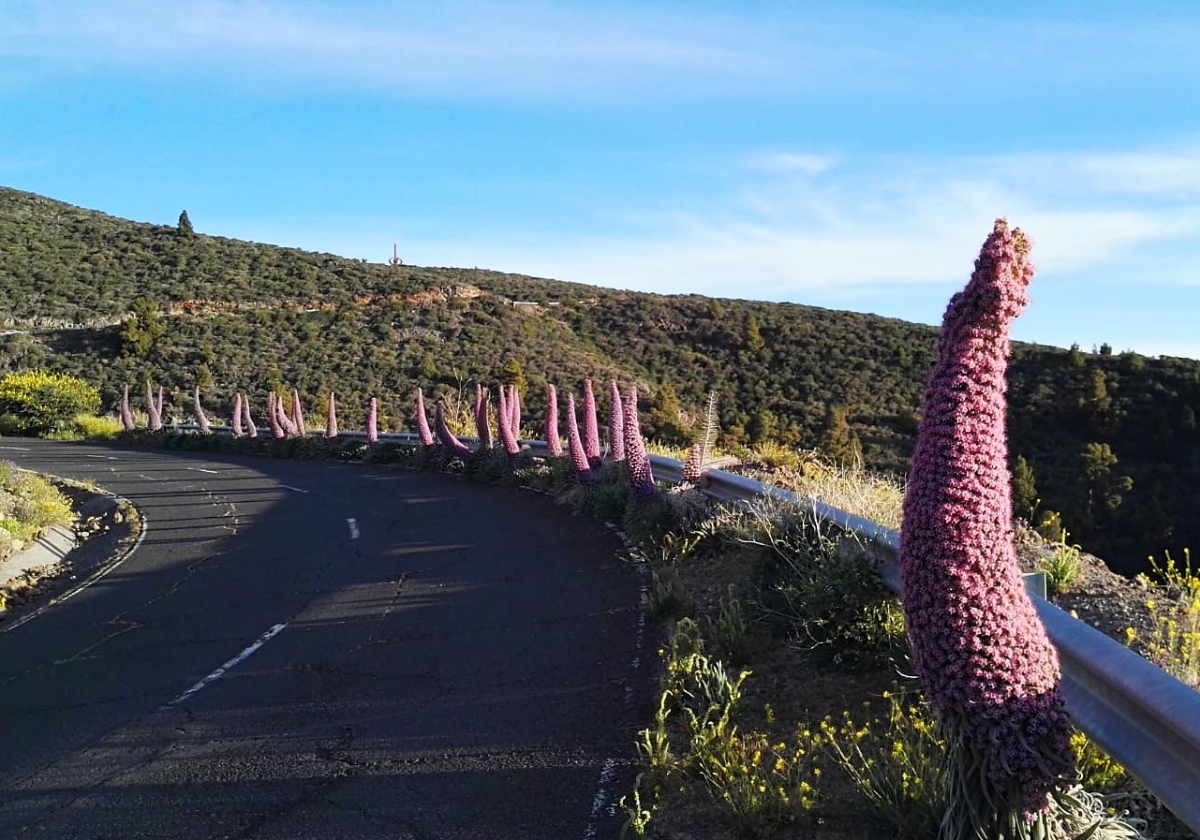 Desfile primaveral 🌷 de los tajinastes... único en el mundo 🔭