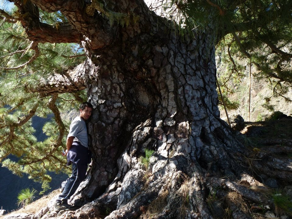 🌲 Gigantes en La Caldera ⛰️