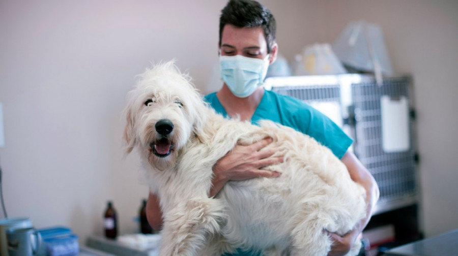 🐶Tu mejor amigo, en la salud y en la enfermedad 💕