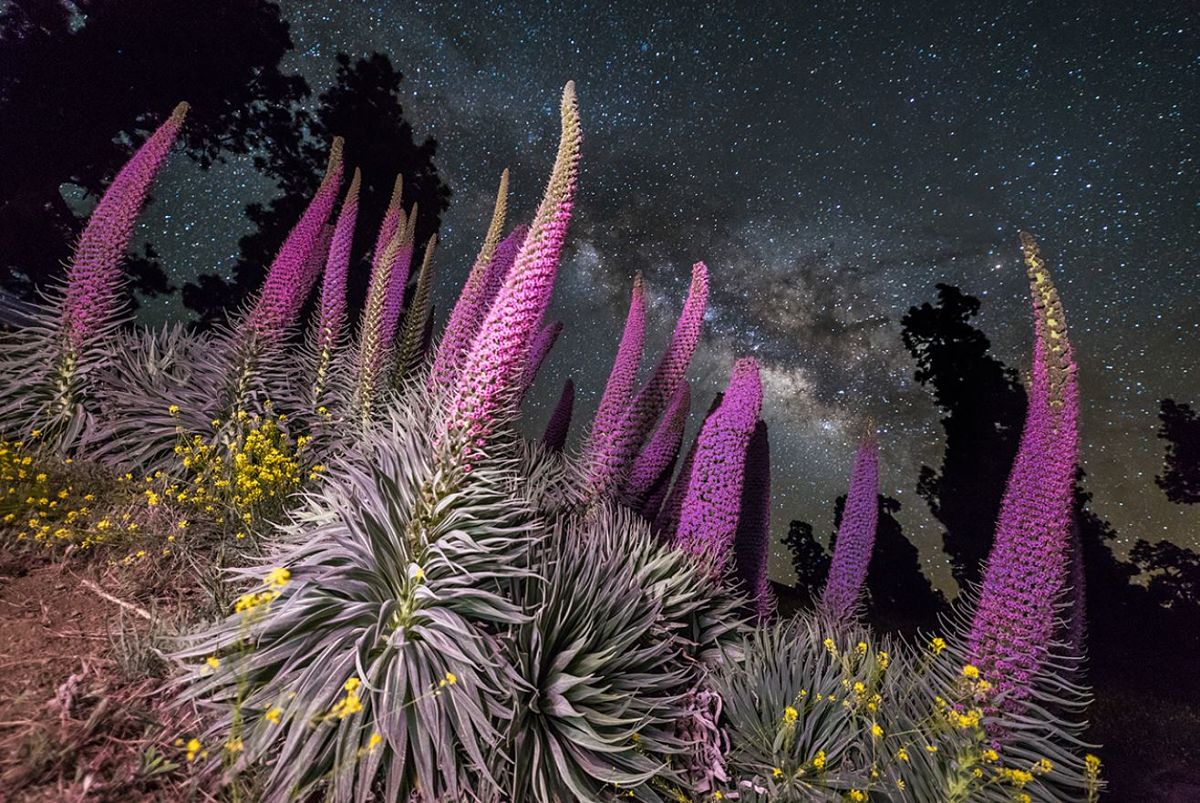 La floración de los tajinastes 😍, elegida Imagen del Día de la Ciencia de la Tierra 📸🌍