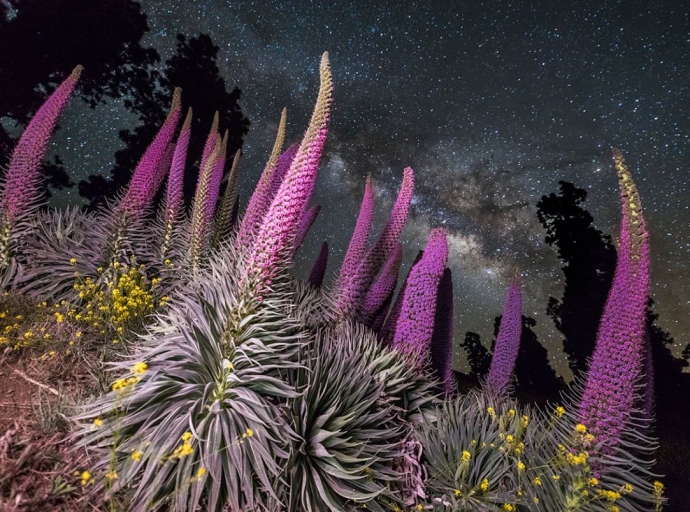 La floración de los tajinastes 😍, elegida Imagen del Día de la Ciencia de la Tierra 📸🌍