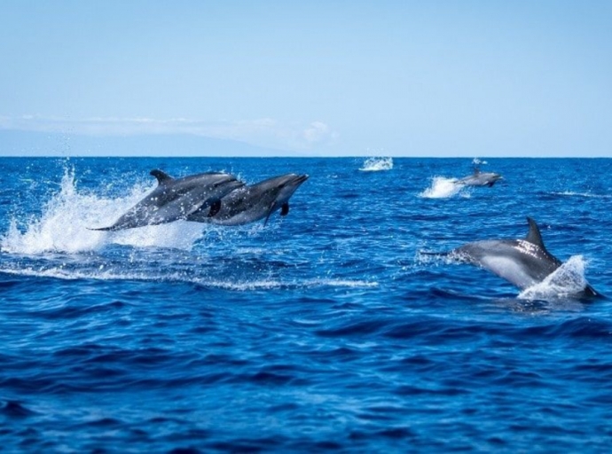 Navegar 🚤por el mar🌊 de La Palma entre delfines y calderones🐬