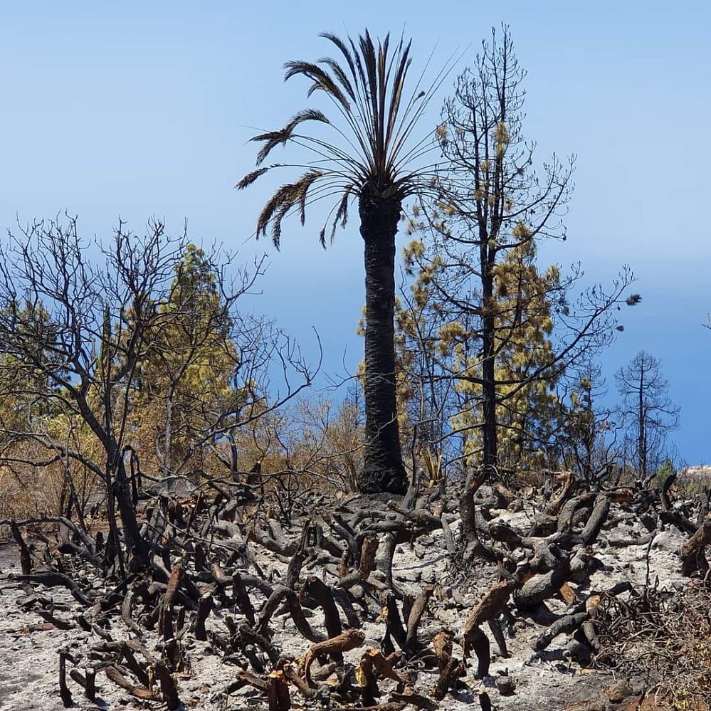 Tijarafe 🌲 agradece el esfuerzo 👩‍🚒🚁 y el apoyo recibidos en la lucha contra el fuego🔥🔥