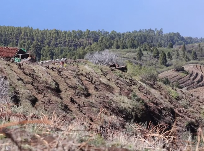 Un documental🎞 muestra al mundo🌍 el Vino de Tea, patrimonio único de La Palma🍷🍇