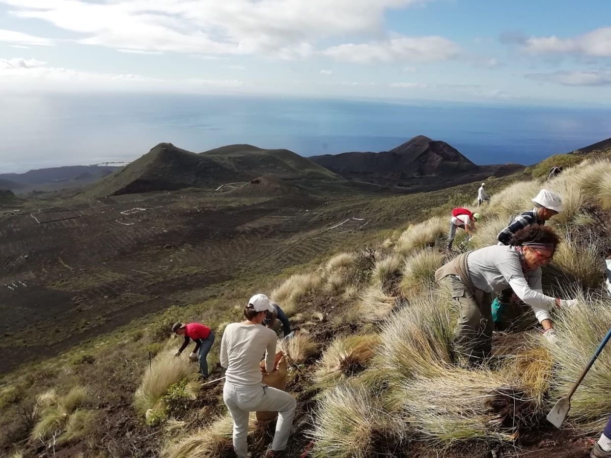  El Monumento Natural 🌋Volcanes de Teneguía queda libre de 🌾rabo de gato 😃