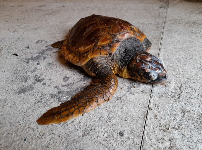 Rescatan una 🐢 tortuga varada en la playa 🌊 de Los Guirres