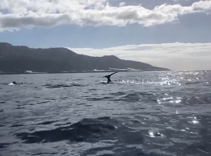 Un grupo de 🐳 ballenas 'se pasea' por la 🌊 costa de Fuencaliente 😍