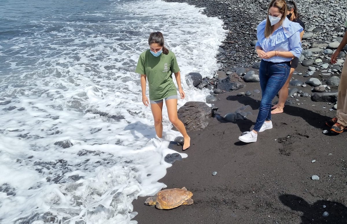 Otra 'tortuga boba' 🐢 rehabilitada y liberada en el ♻️ Centro de Fauna Silvestre de La Palma 👌