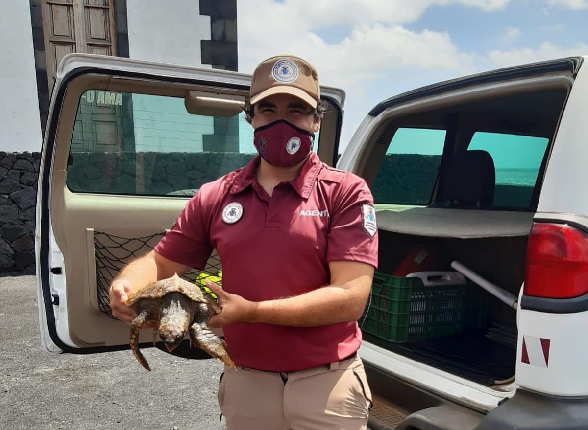 Unos bañistas🏊‍♂️ rescatan a una tortuga🐢 en el Faro de Fuencaliente