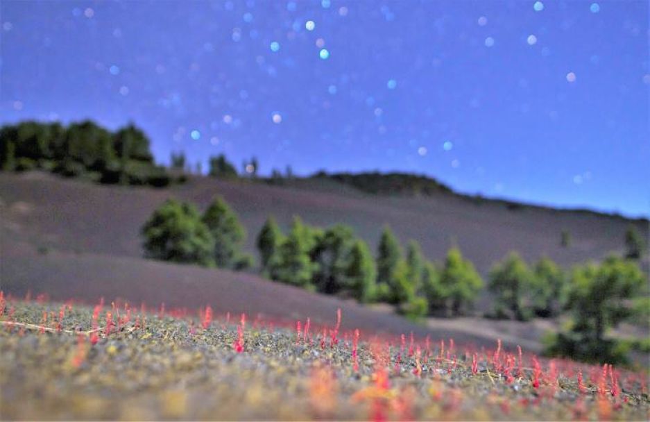 Una 📸fotografía de la floración del Pico de Graja en El Paso🌲, Imagen del Día la Ciencia de la Tierra🌍 