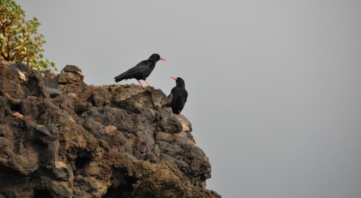 La población nativa de Grajas 🐦 se estabiliza en unas 2.800 en los últimos 15 años 👏👏