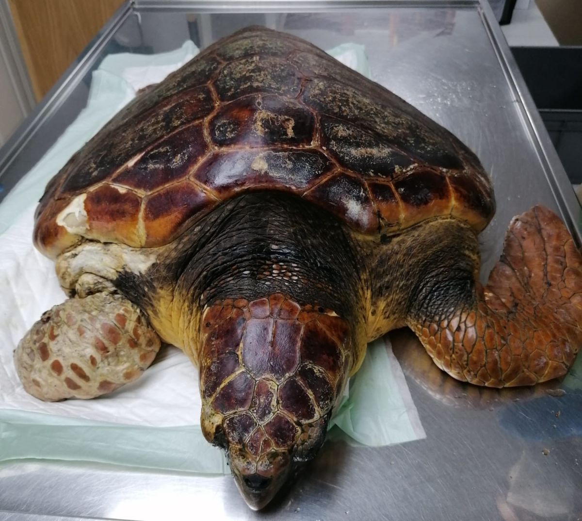 👏Medio Ambiente rescata una tortuga🐢 boba en Puerto Espíndola🌊