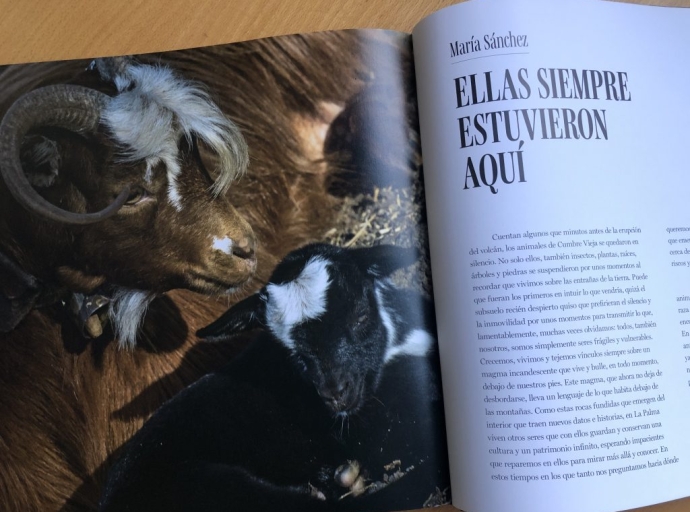 Ellas siempre estuvieron aquí 🏝️: La Cabra Palmera en un libro solidario con La Palma 🐐